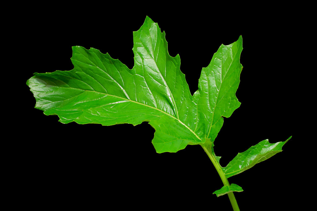 Acanthus: A Versatile Plant with a Rich Cultural&nbsp;Heritage