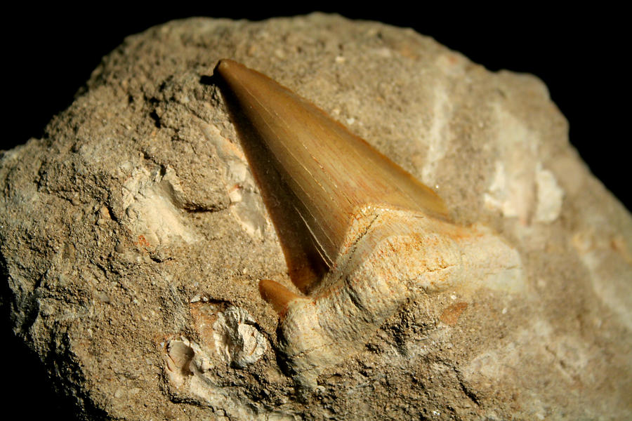 The Incredible Story of Fossilized Shark Teeth. From Organic Matter to Mineralized&nbsp;Treasures