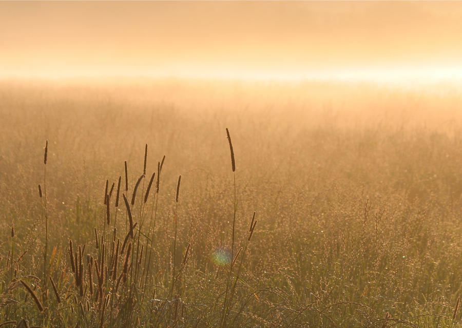 The Golden Sun and the Dewy Grass: A Morning&nbsp;Meditation