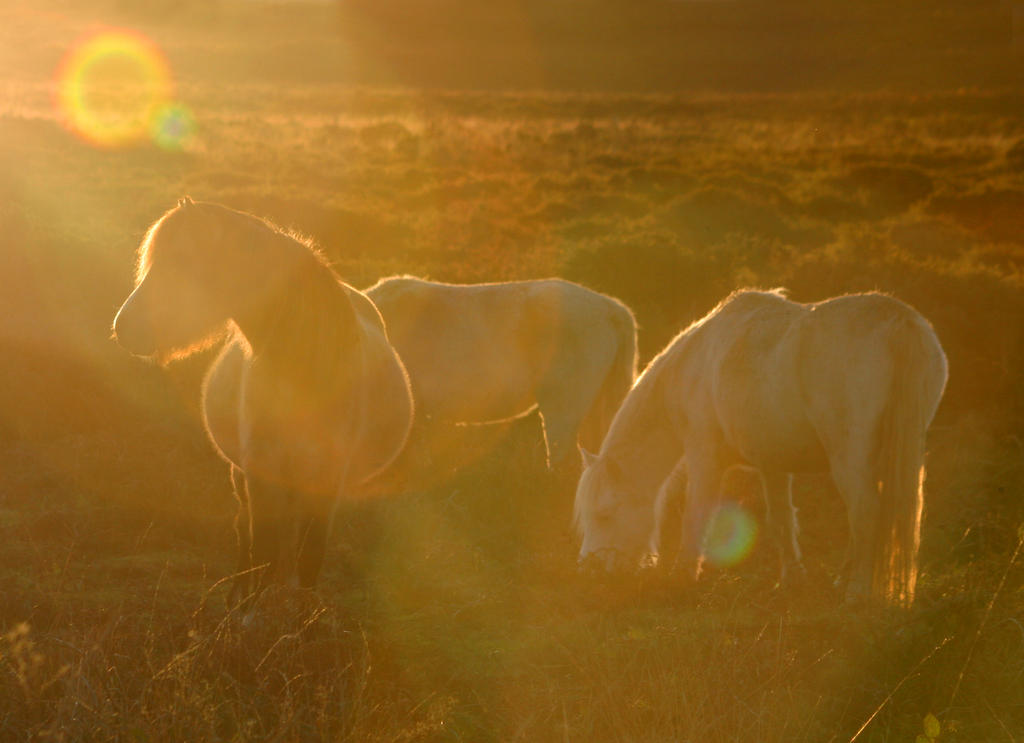 The Magic of Horses in the Early Morning&nbsp;Sun