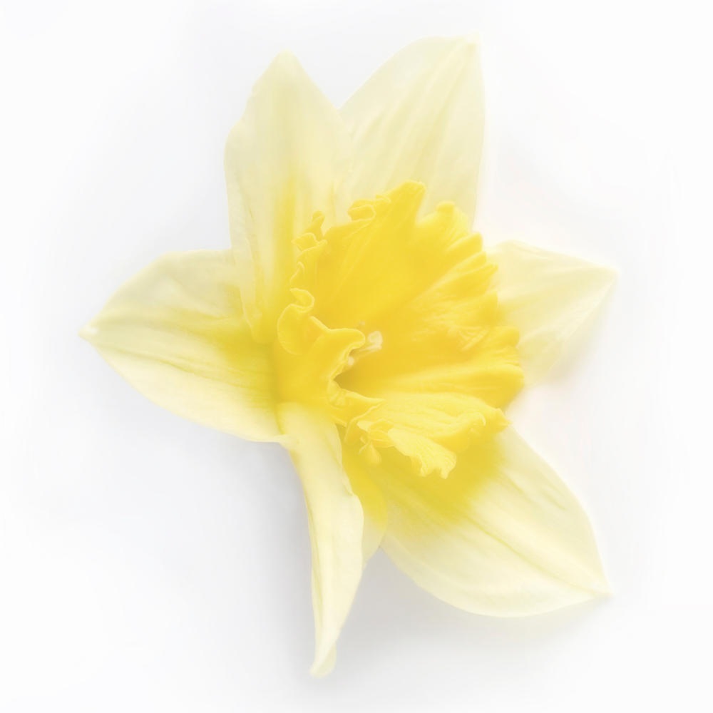 The Daffodil’s Song: A Lyrical Tribute to the Wonders of&nbsp;Spring
