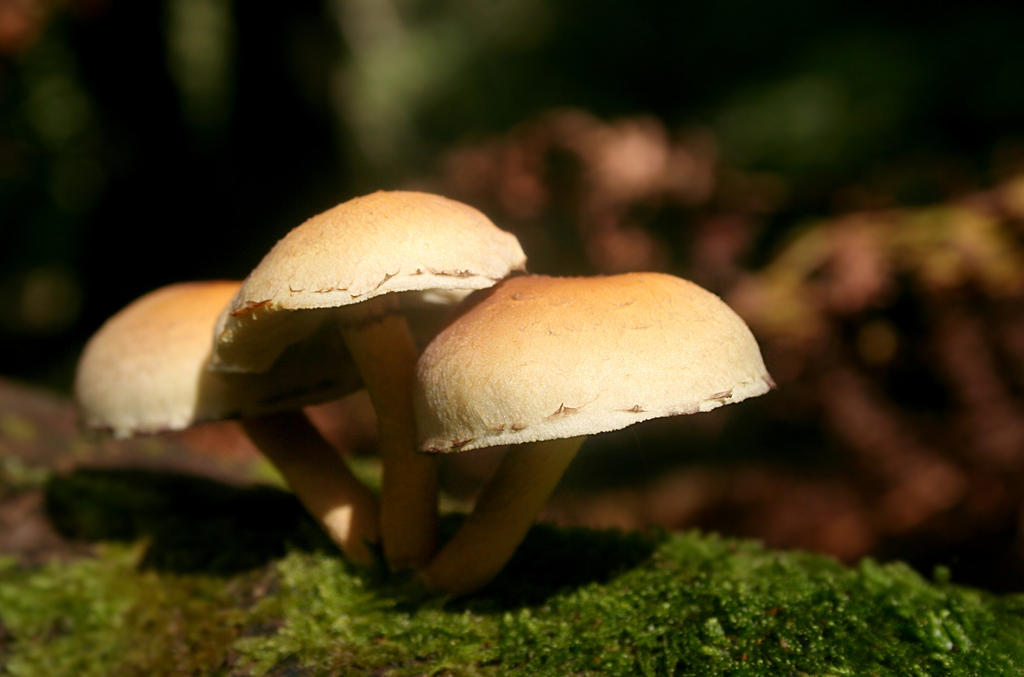Fungi Fun for All: A Lighthearted Look at&nbsp;Mushrooms