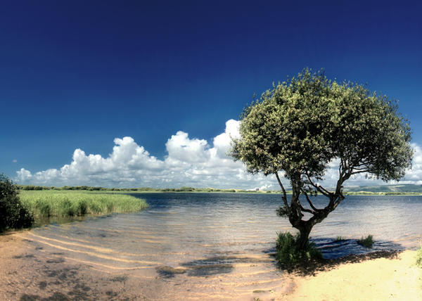 A Tree on the Beach: A Story of&nbsp;Resilience