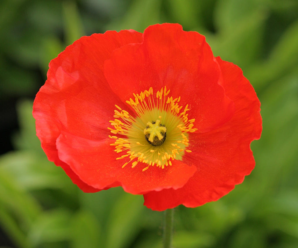 The Meaning and Significance of the Red&nbsp;Poppy