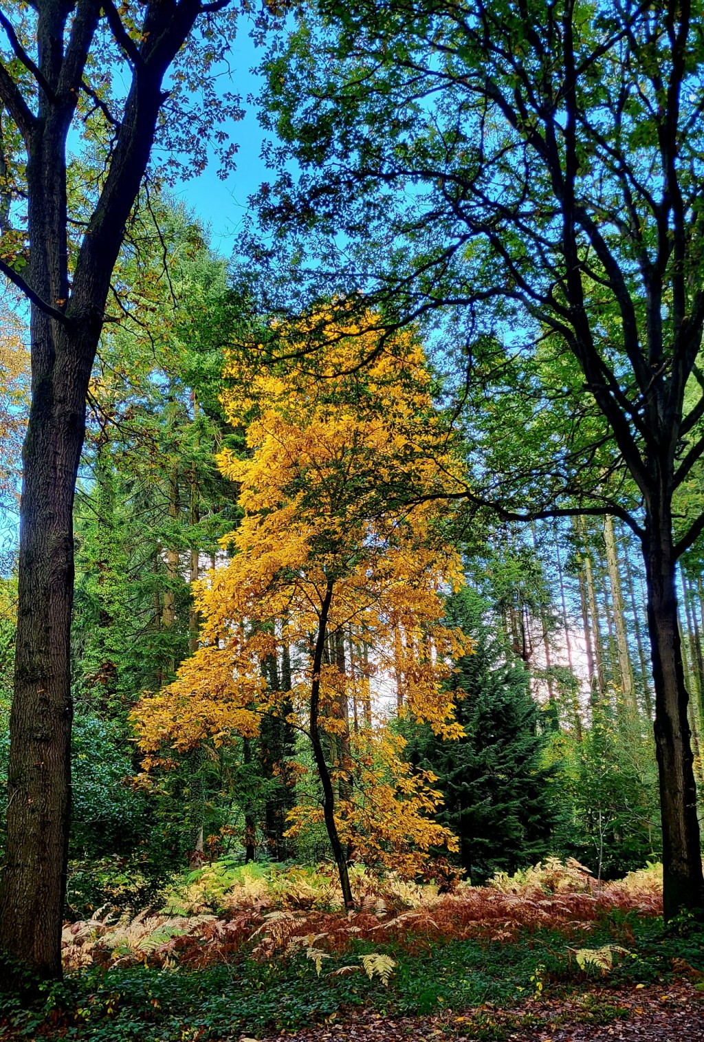 A Single Tree in the Woods: A Golden Nugget of&nbsp;Beauty