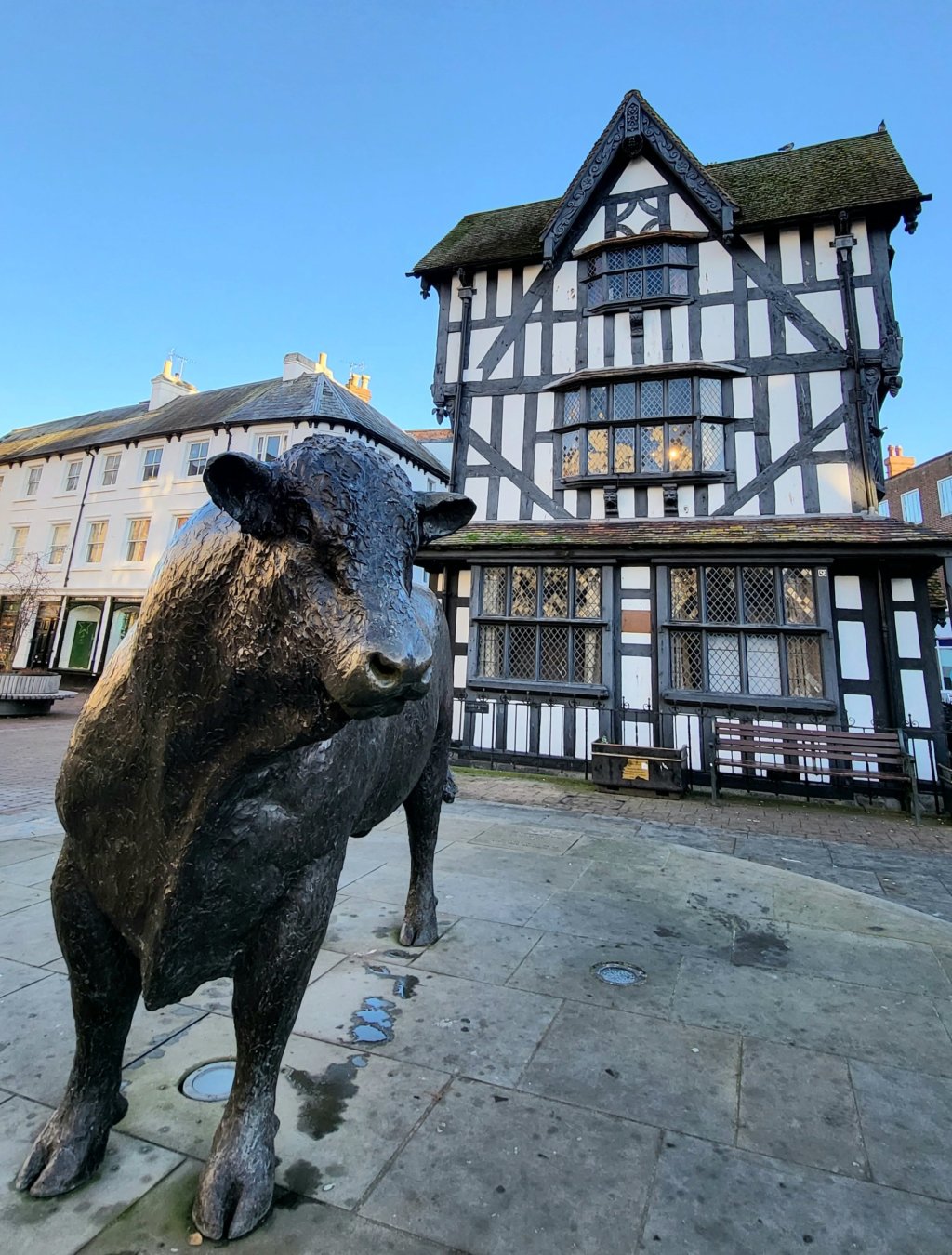 Bull by the old house in&nbsp;Hereford