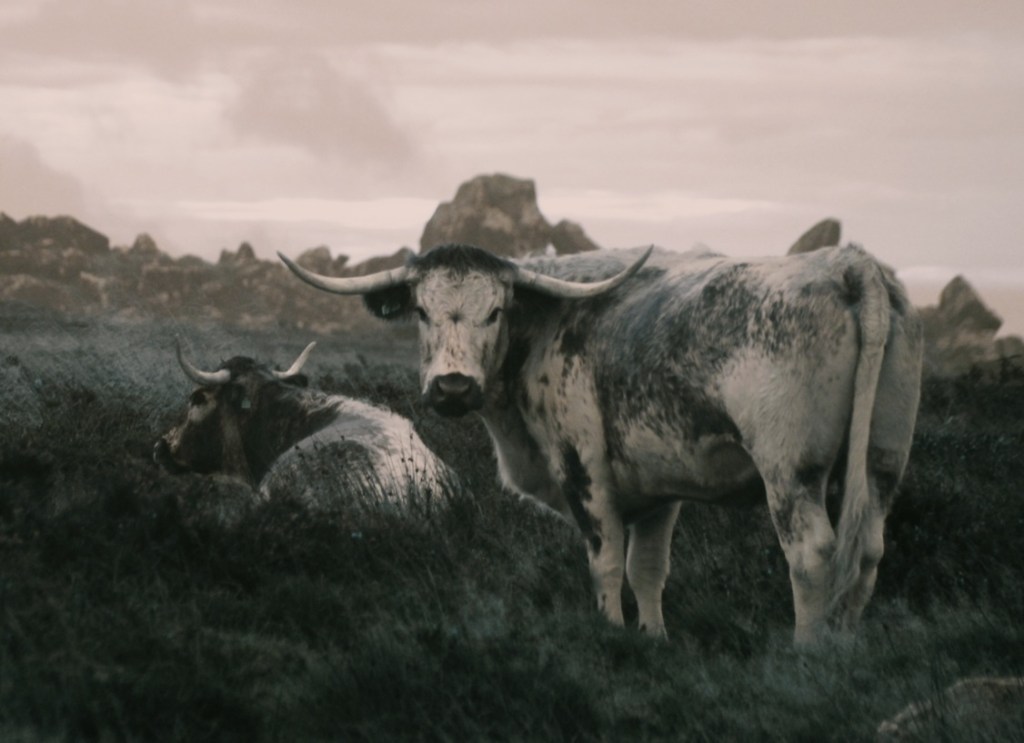 Fascinated by the long-horned cattle of the Preseli Hills