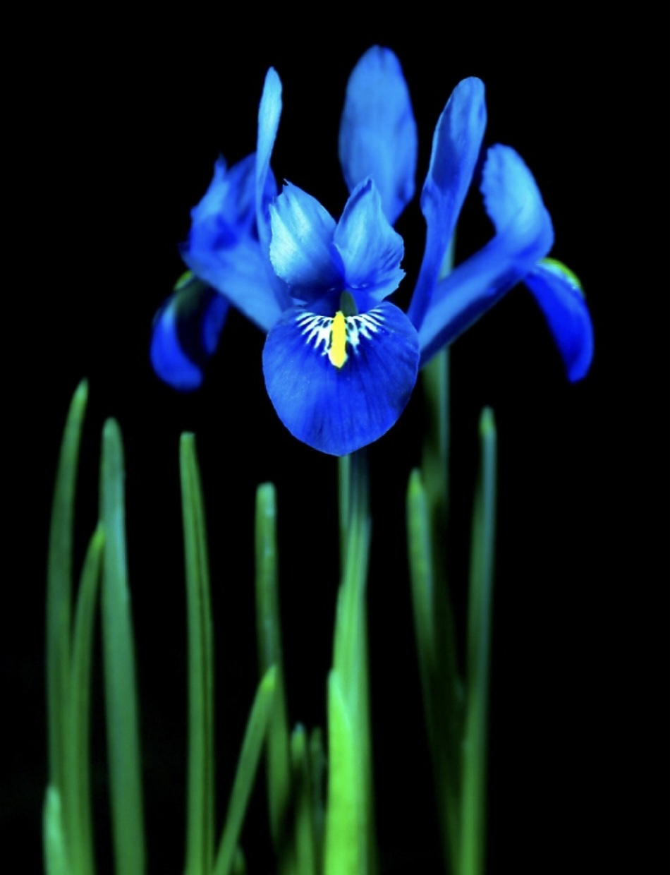 The Dreamy Beauty of the Bright Blue Iris