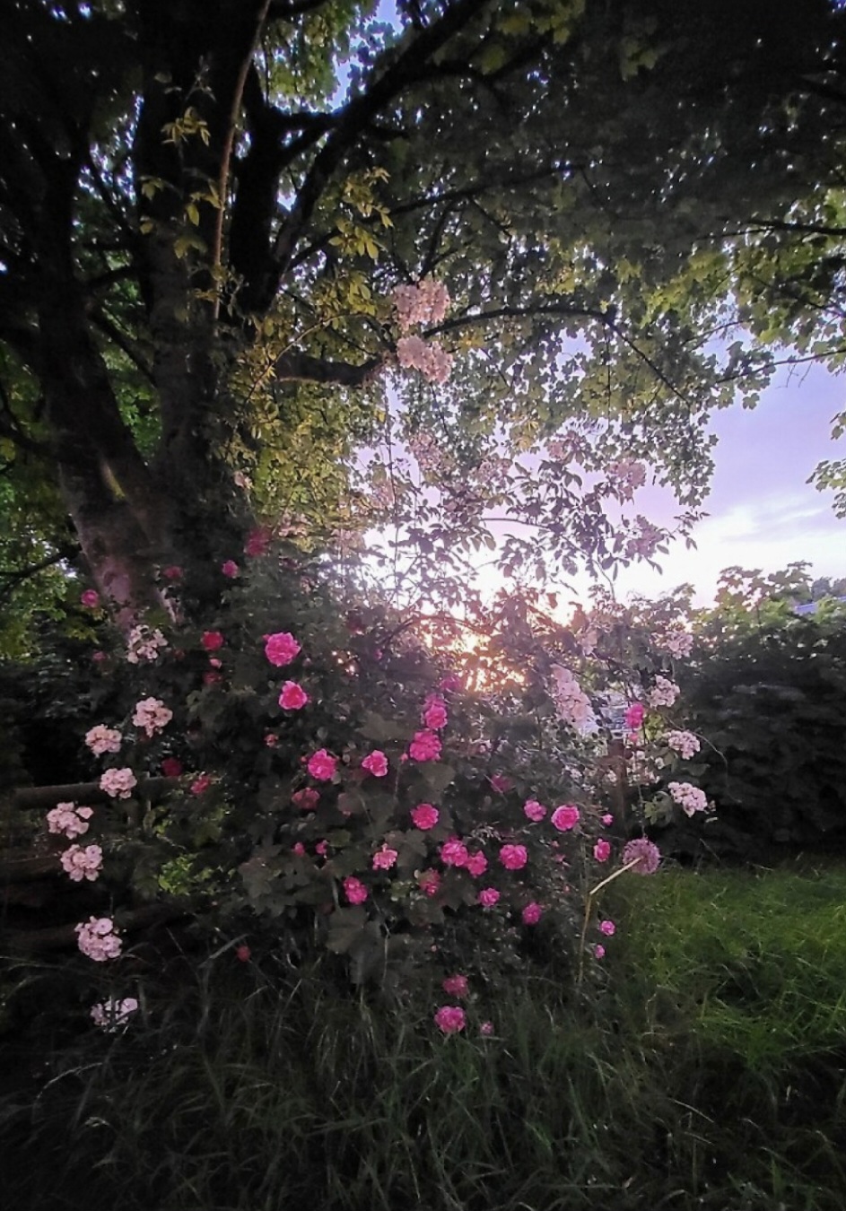 The Allure of Roses in the Soft Light of the Setting&nbsp;Sun