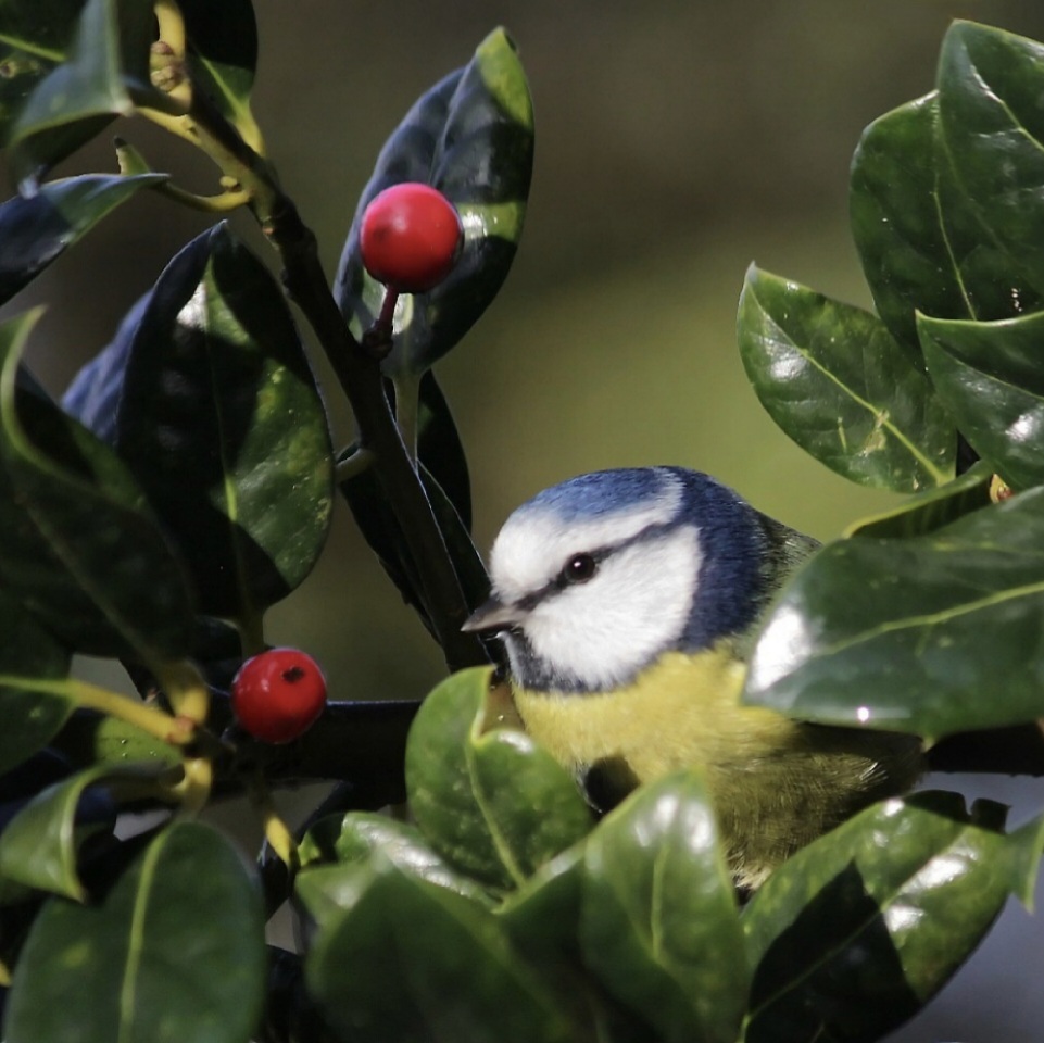 Holly Bush Hustle: The Story of a&nbsp;Bluetit