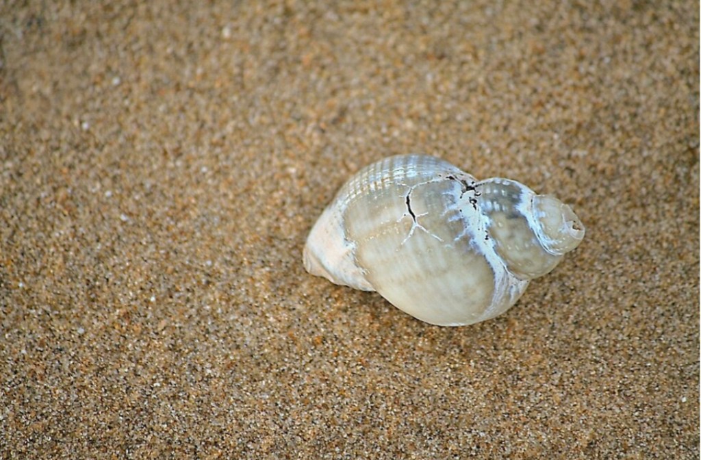 Treasures of the&nbsp;Sea