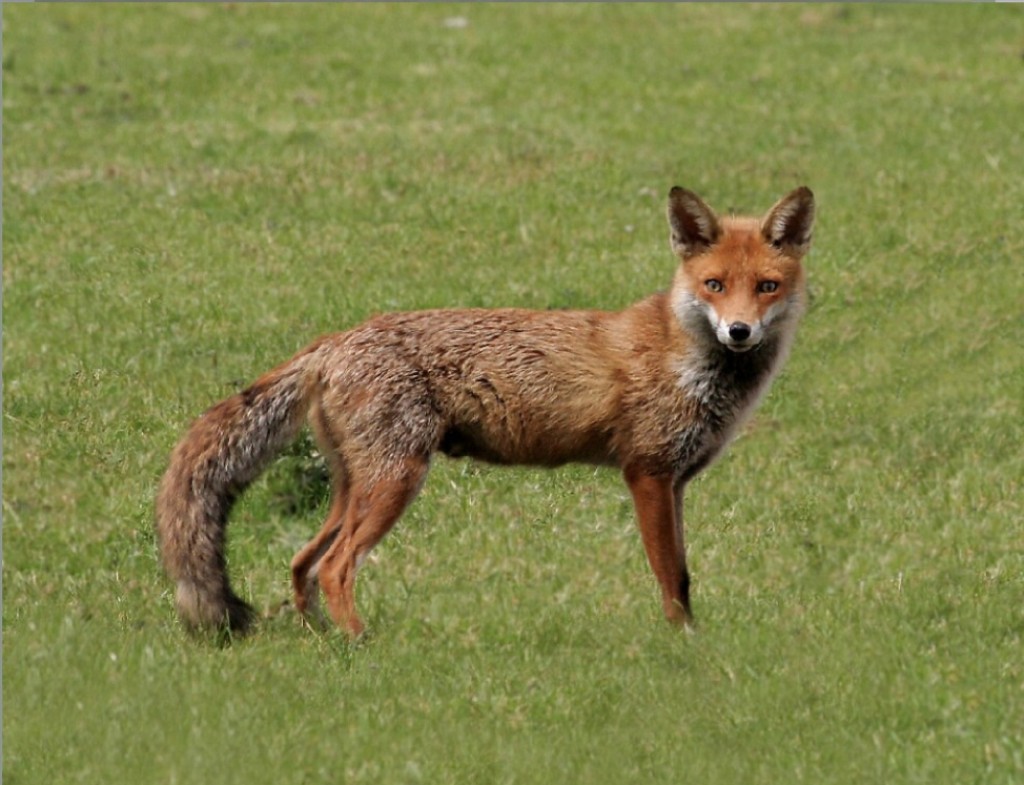 The Bullies and the&nbsp;Brave