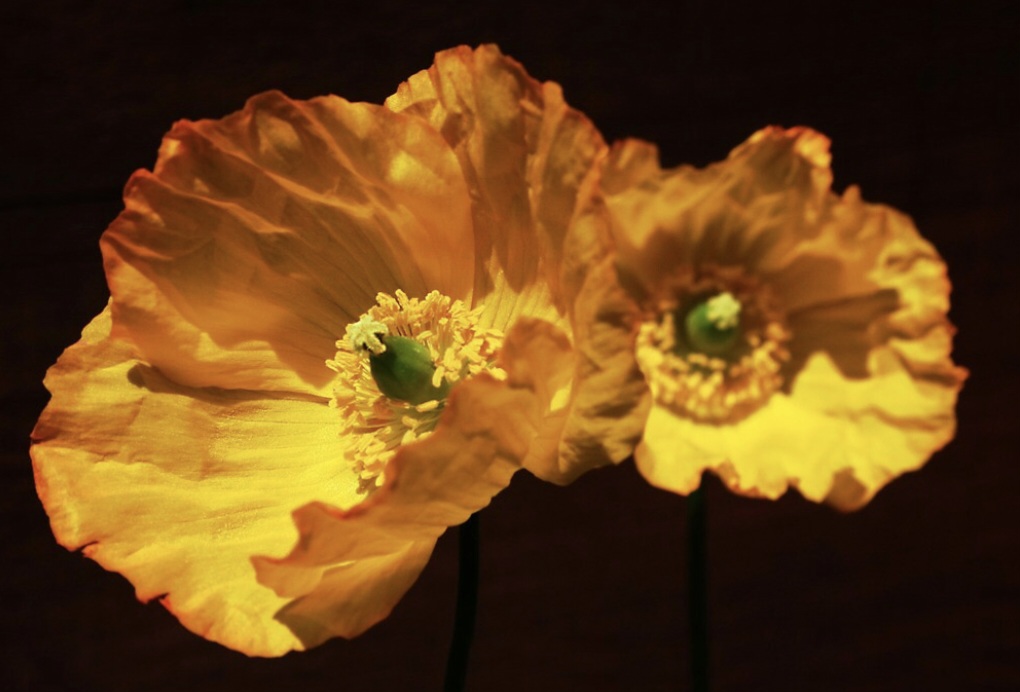 The Rare and Beautiful Welsh&nbsp;Poppy