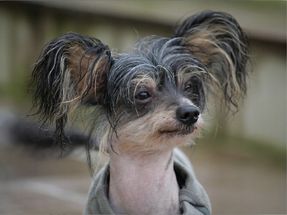 Unleashing the Charm