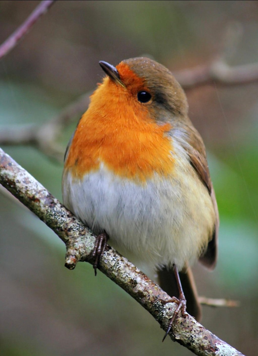 The Robin’s Lullaby of&nbsp;Love