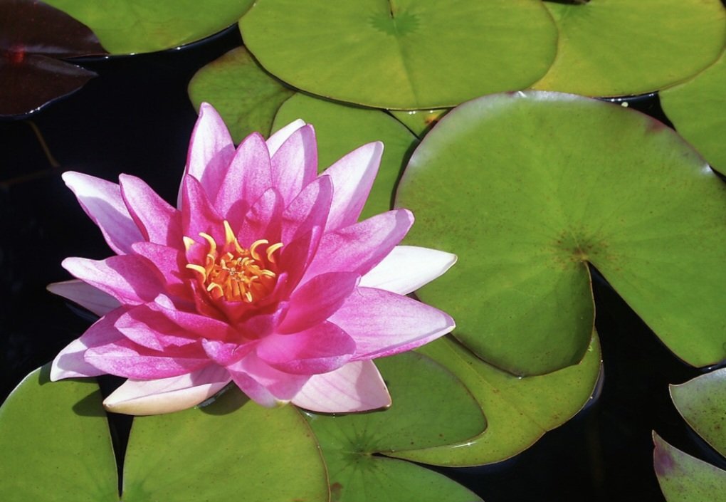 The Water Lily in Myth and&nbsp;Legend