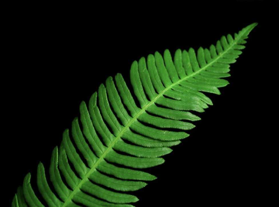 The Ferns Gift&nbsp;Story