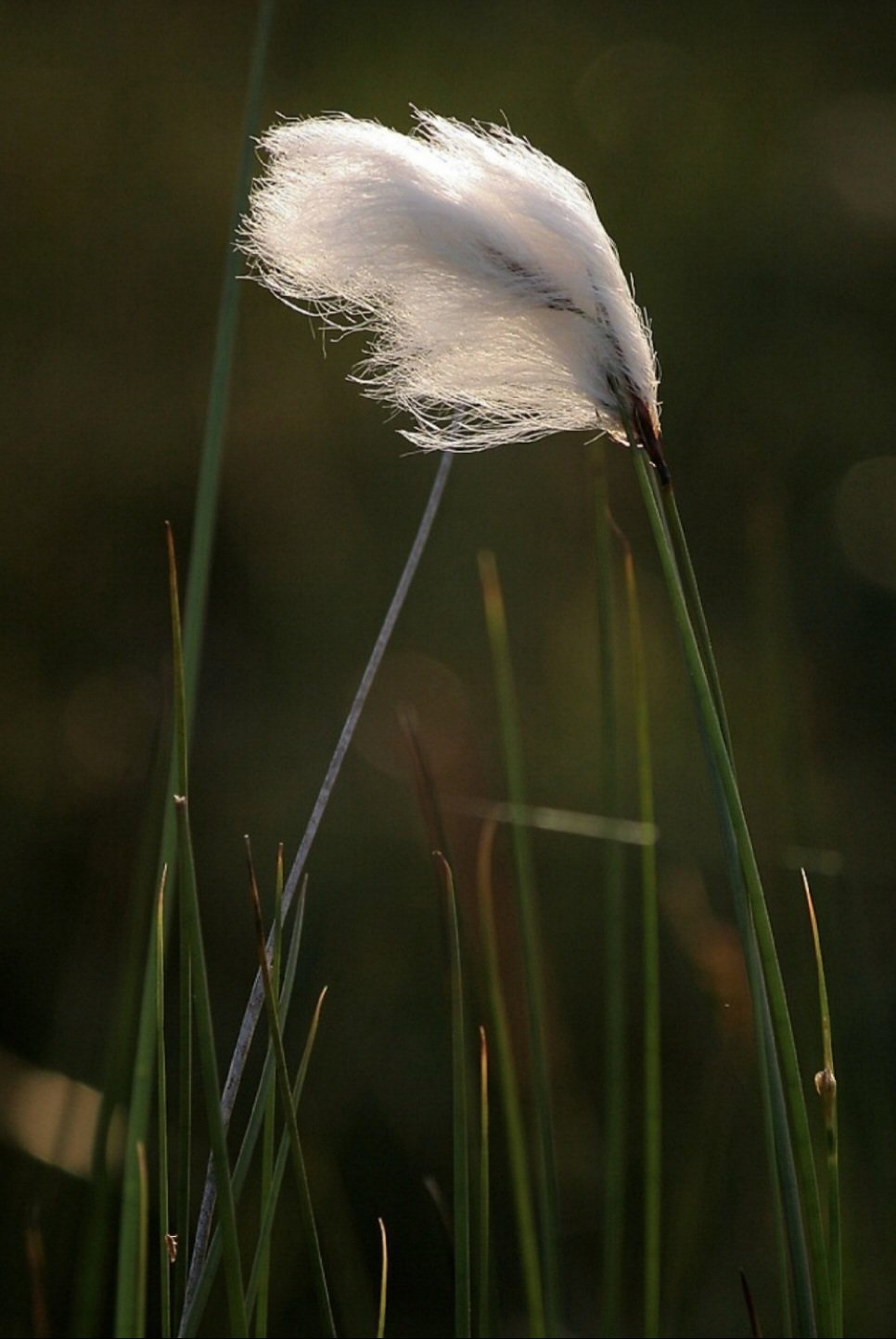 Cottongrass in Wales’&nbsp;Wetlands