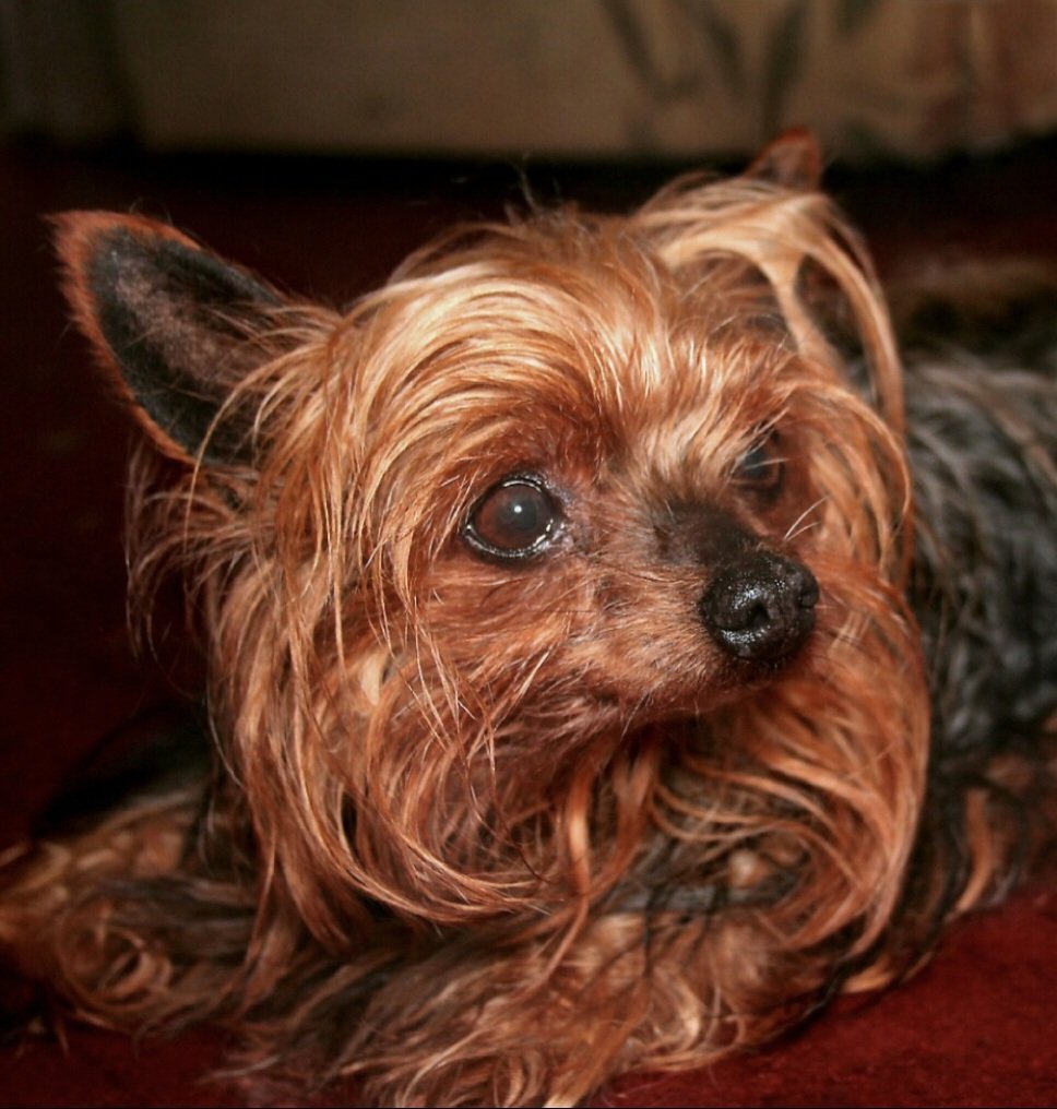 Sammy’s Golden Years