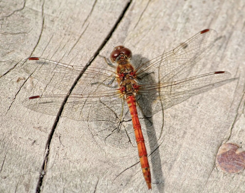 The Heart of a Dragon-fly