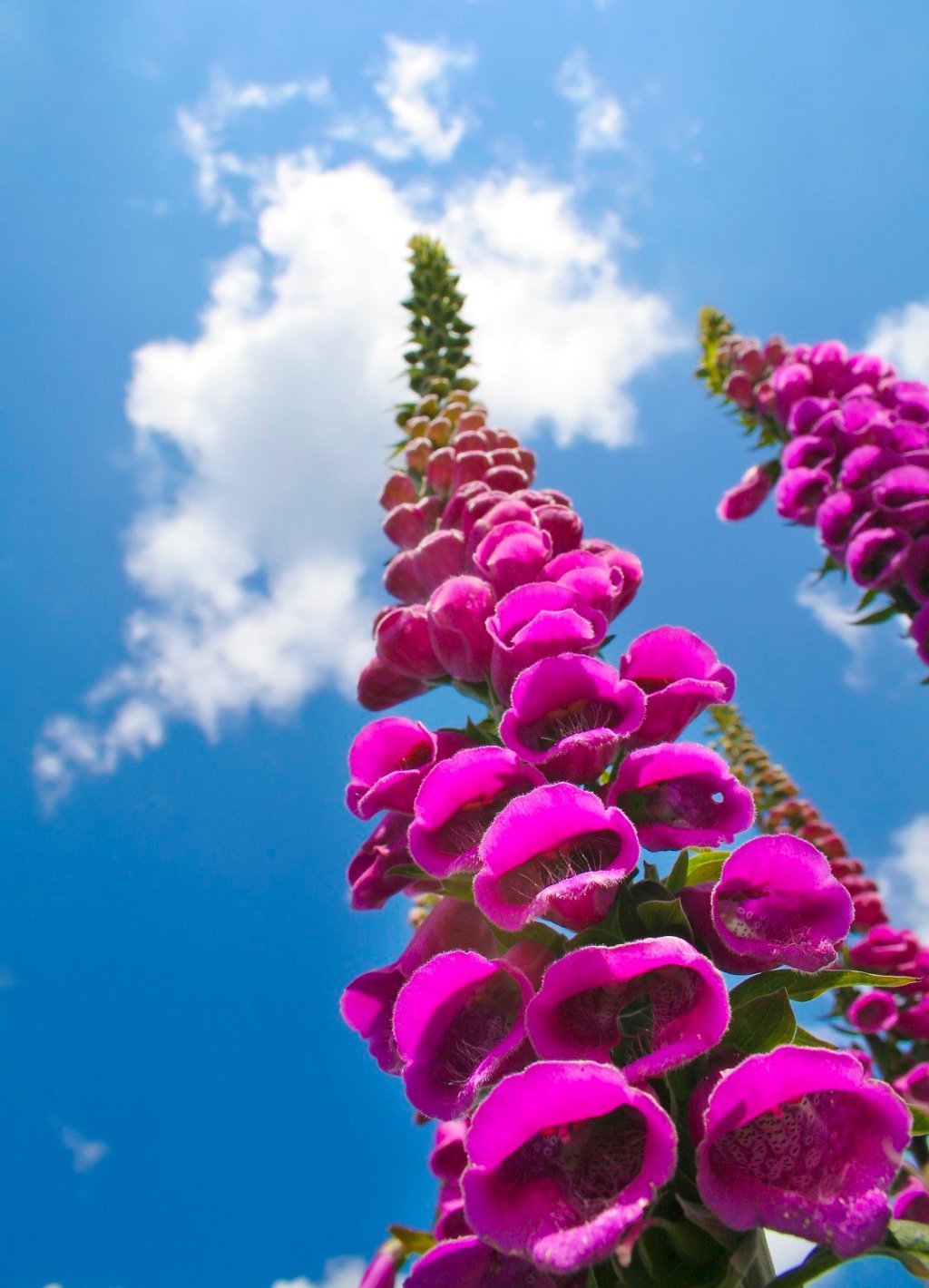 Reflections on a&nbsp;Foxglove