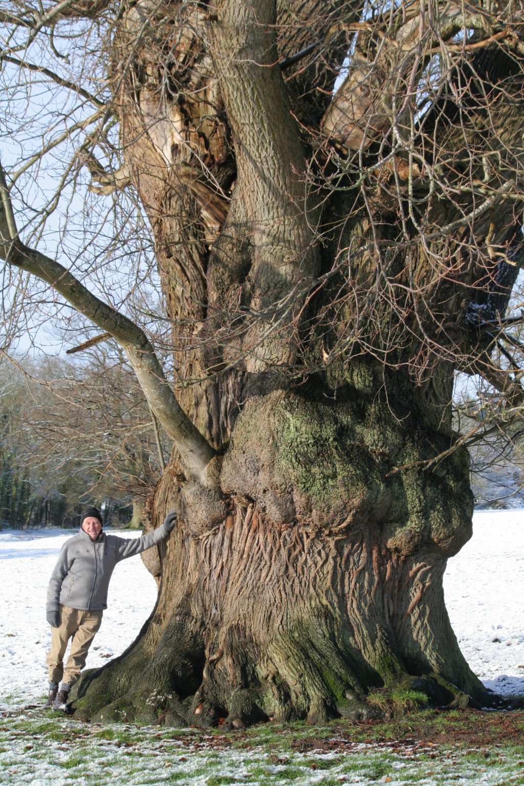 The Sweet Sweet&nbsp;Chestnut