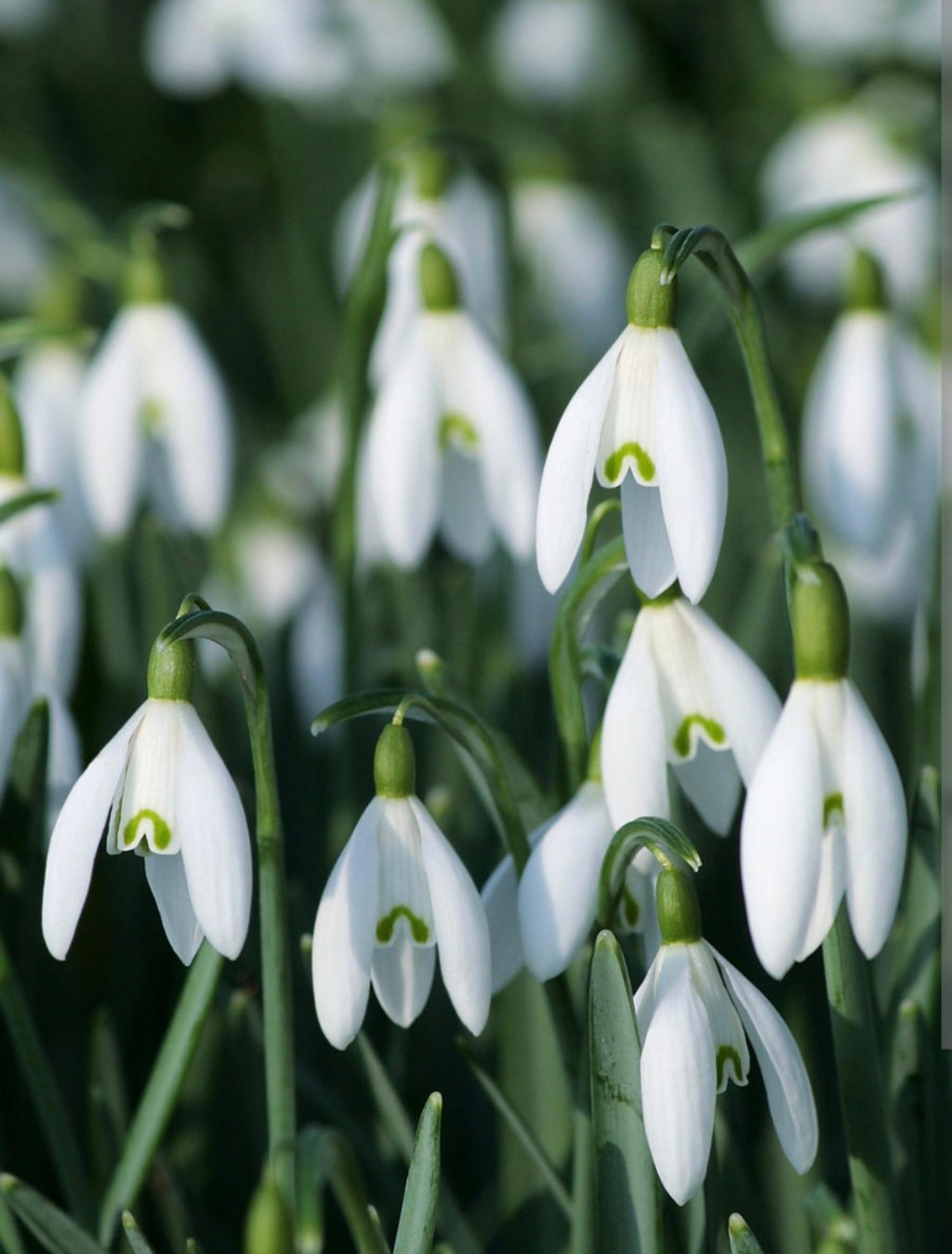 Snowdrop’s Arrival