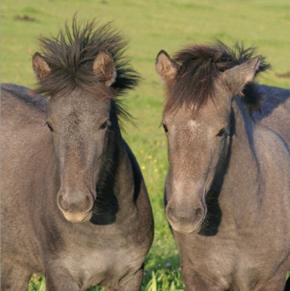 Horsing Around with&nbsp;Words