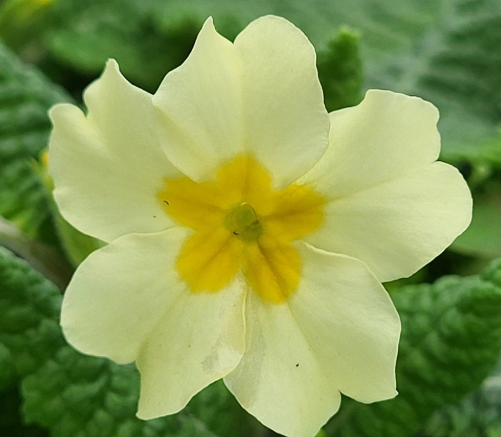 Primrose Perfection