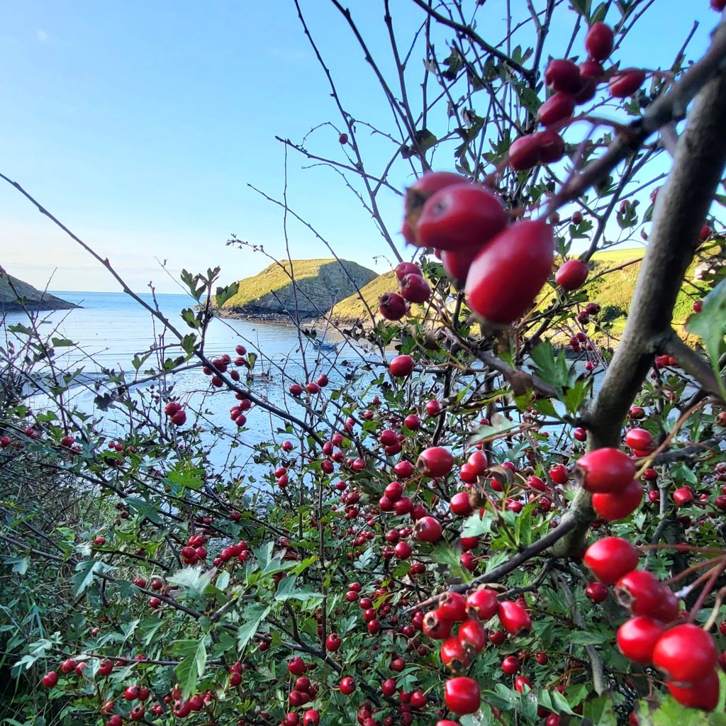 Hawthorn Chutney Recipe