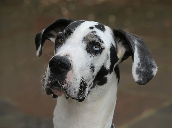 Oreo: a tale of two&nbsp;eyes