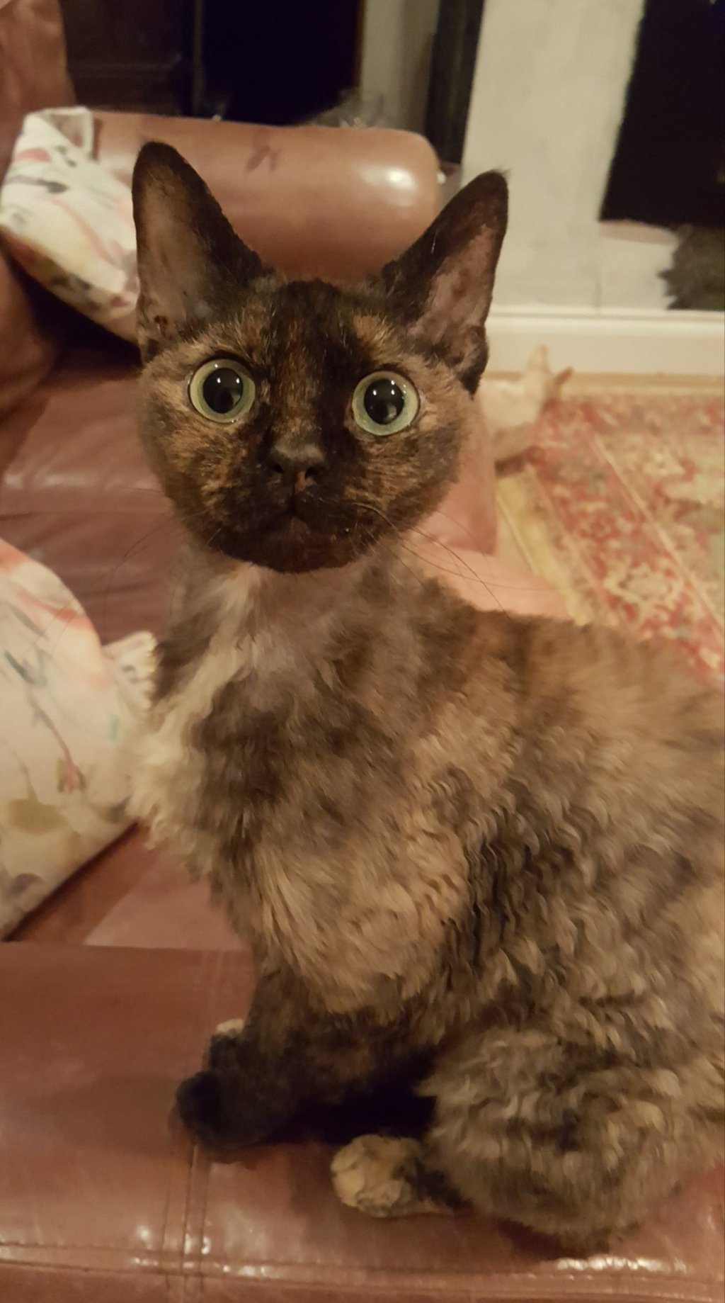 The Devon Rex: A Quirky&nbsp;Charmer