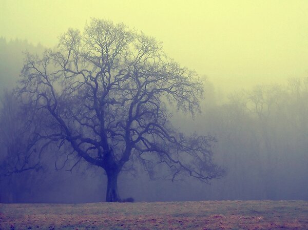 Beneath the Weathered&nbsp;Bark