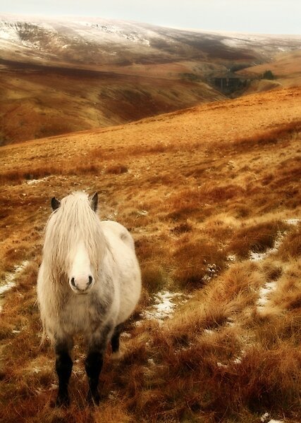 Life in the High&nbsp;Wilds