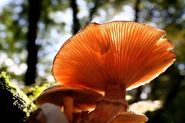 Below the Surface: Fungi’s Role in the&nbsp;Ecosystem