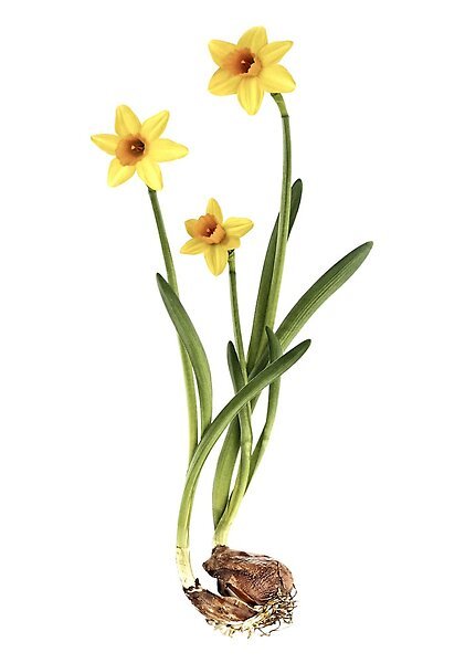 Daffodils: More Than Just a Pretty&nbsp;Flower