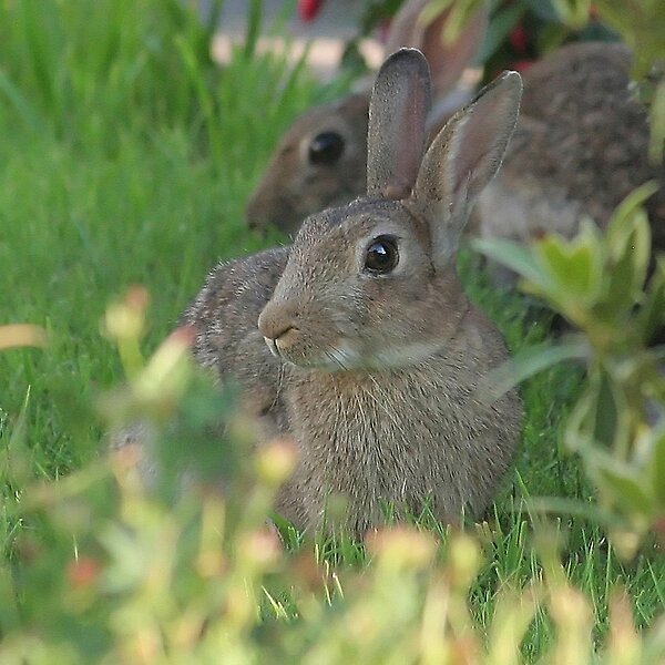 Insights into the Water Rabbit&nbsp;Year