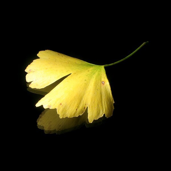 Ginkgo Biloba: A Symbol of&nbsp;Hope