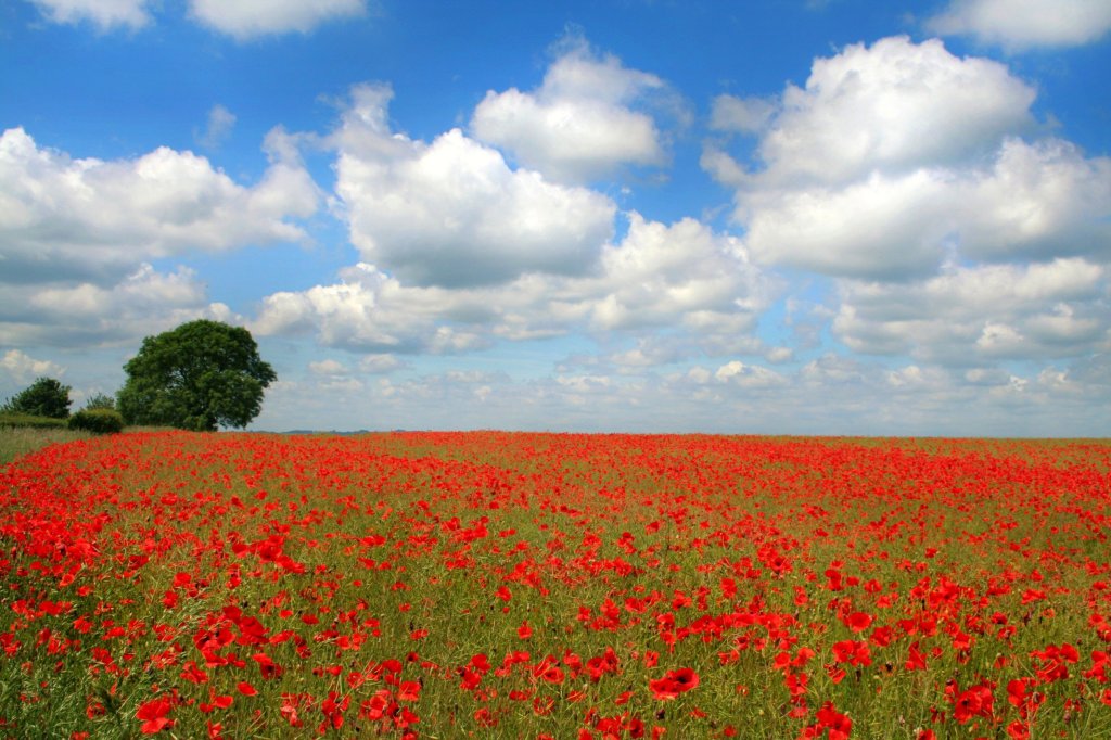 Silent Battlefield: Poppies Bloom