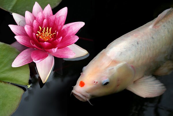 Pink lily, white koi, a perfect&nbsp;match