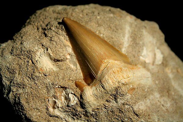 Shark tooth fossil