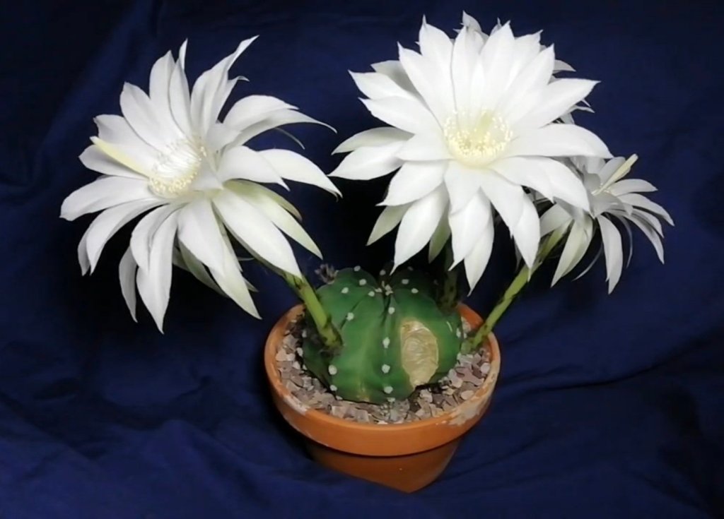 Midnight Performance: Video of cactus flower&nbsp;opening