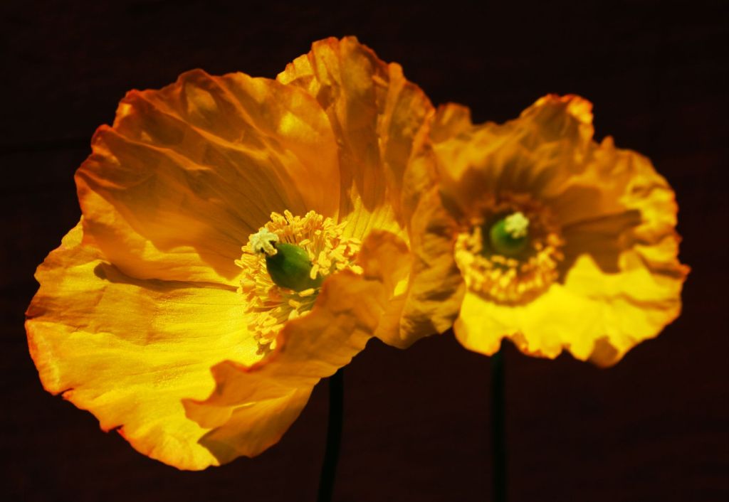 Where Do Dreams Lead?