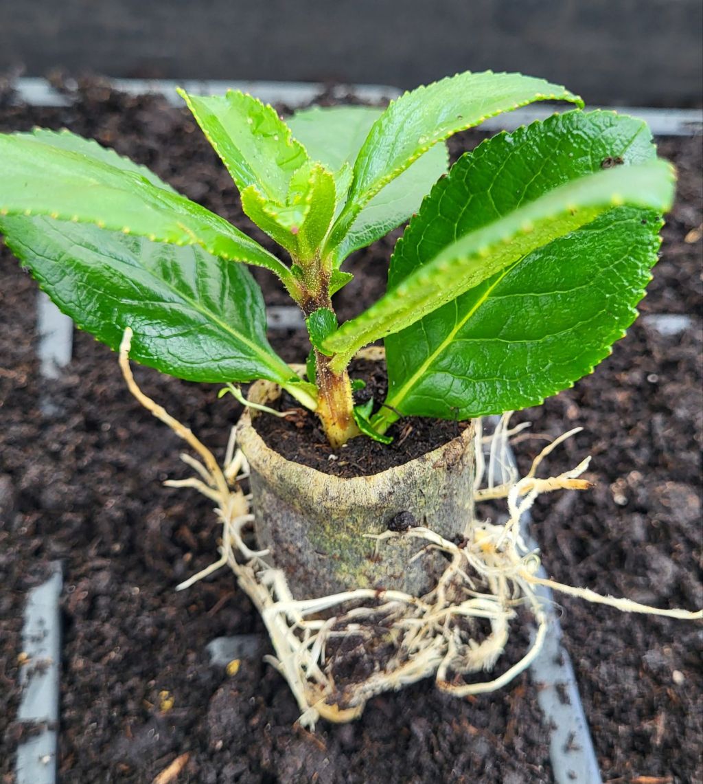 From Blog to Bloom: My Escallonia’s Unexpected Root&nbsp;Party.