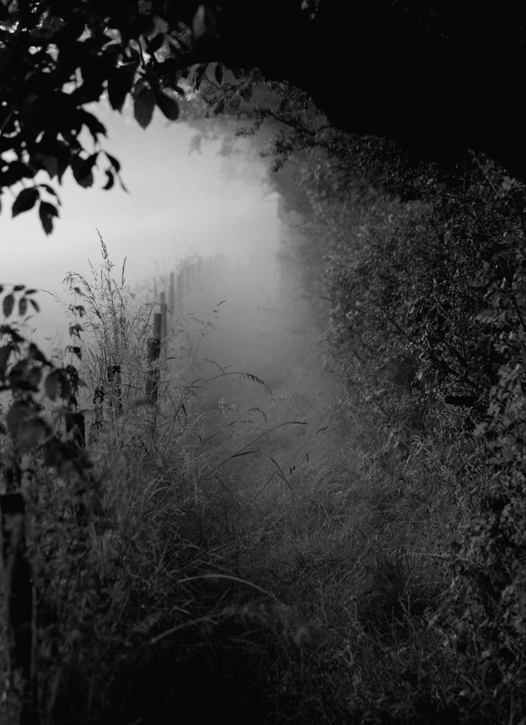 Finding Clarity in the Mist