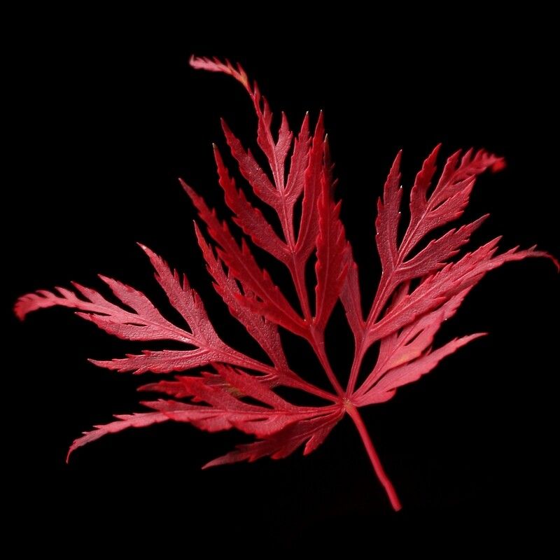 Red maple leaf - acer