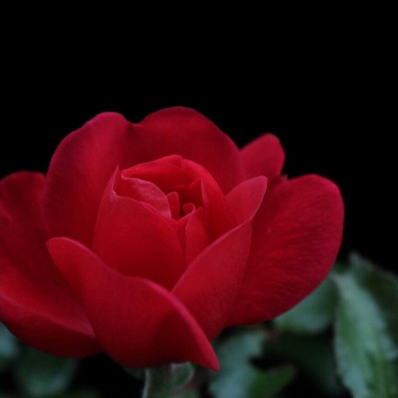 Trapped in a red dream