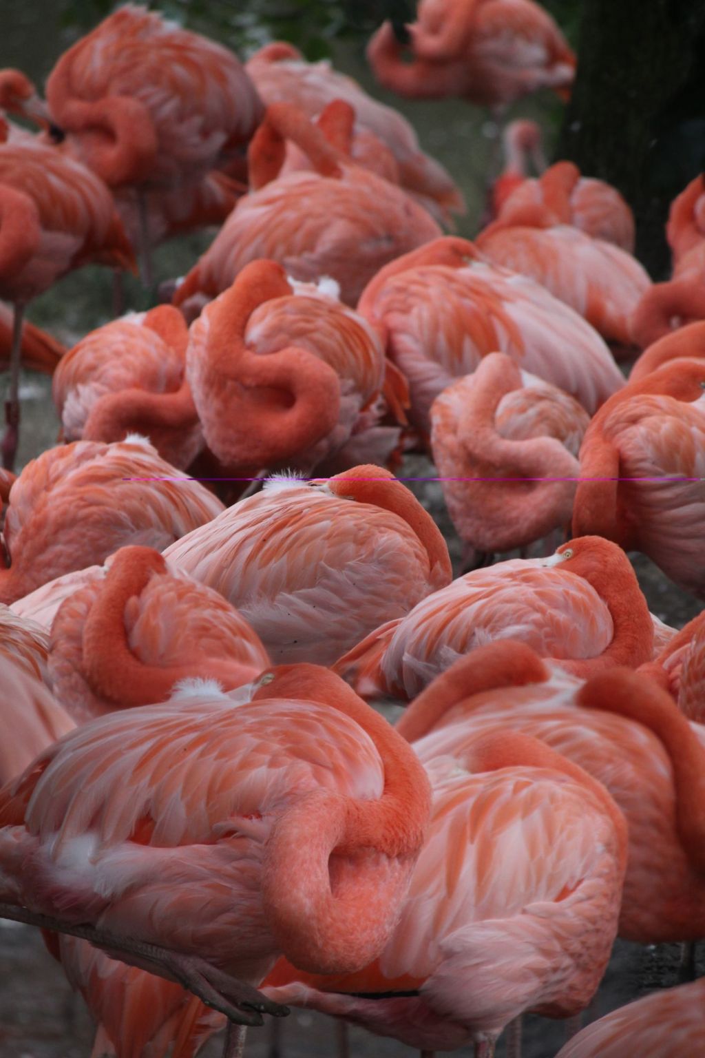 Capturing Nature in&nbsp;Words