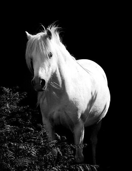 Capturing The Contrast