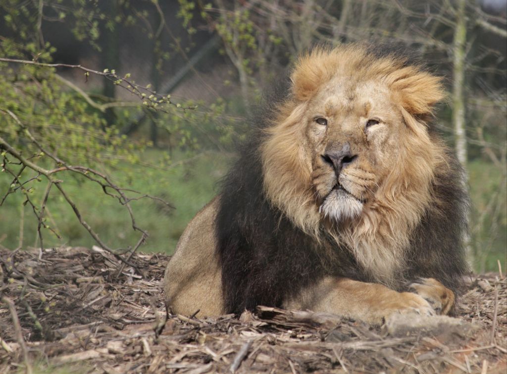 Asiatic lion at Chester Zoo